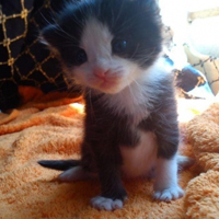 可爱喵星人+汪星人头像:可爱猫咪头像大全送给萌_WWW.TQQA.COM