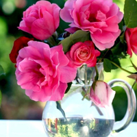 爱情就像凋落的玫瑰:静物唯美头像:花的世界_WWW.TQQA.COM