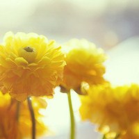 静物花唯美qq头像:爱擦身而过_WWW.TQQA.COM