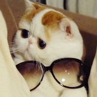 可爱猫猫qq头像:家里有只卖萌猫猫_WWW.TQQA.COM