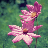 爱情就像凋落的玫瑰:静物唯美头像:花的世界_WWW.TQQA.COM