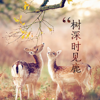 意境文字头像:越是没有人爱:就越要爱自己_WWW.TQQA.COM