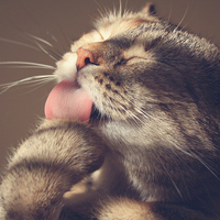 可爱猫猫qq头像:家里有只卖萌猫猫_WWW.TQQA.COM