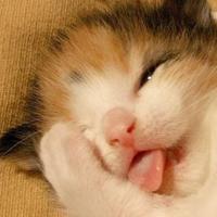 可爱猫咪qq头像:猫咪卖萌无罪_WWW.TQQA.COM