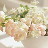 爱情就像凋落的玫瑰:静物唯美头像:花的世界_WWW.TQQA.COM