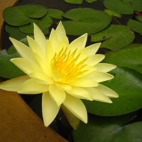 花的世界:唯美静态高清非人物头像:还你一个小清_WWW.TQQA.COM