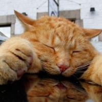 可爱喵星人+汪星人头像:可爱猫咪头像大全送给萌_WWW.TQQA.COM