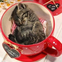 可爱喵星人+汪星人头像:可爱猫咪头像大全送给萌_WWW.TQQA.COM