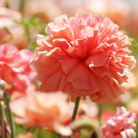 花的世界:唯美静态高清非人物头像:还你一个小清_WWW.TQQA.COM