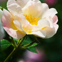 花的世界:唯美静态高清非人物头像:还你一个小清_WWW.TQQA.COM