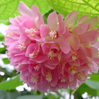 花的世界:唯美静态高清非人物头像:还你一个小清_WWW.TQQA.COM