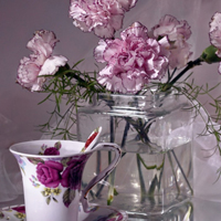 爱情就像凋落的玫瑰:静物唯美头像:花的世界_WWW.TQQA.COM