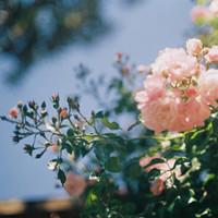 你给的爱不公平:森系意境超美女生头像:静静的躺_WWW.TQQA.COM