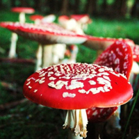 非人物:QQ空间唯美静物头像:蘑菇头像图片_WWW.TQQA.COM