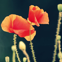 爱情就像凋落的玫瑰:静物唯美头像:花的世界_WWW.TQQA.COM