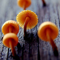 非人物:QQ空间唯美静物头像:蘑菇头像图片_WWW.TQQA.COM