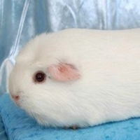 可爱喵星人+汪星人头像:可爱猫咪头像大全送给萌_WWW.TQQA.COM