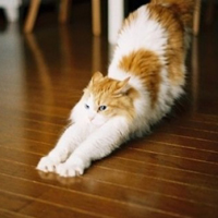 可爱喵星人+汪星人头像:可爱猫咪头像大全送给萌_WWW.TQQA.COM