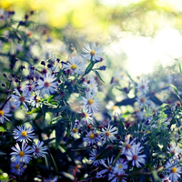 爱情就像凋落的玫瑰:静物唯美头像:花的世界_WWW.TQQA.COM