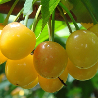 qq静态头像唯美小清新:QQ空间收藏必备精品头像大_WWW.TQQA.COM