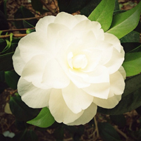 花的世界:唯美静态高清非人物头像:还你一个小清_WWW.TQQA.COM