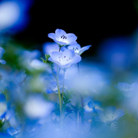 爱情就像凋落的玫瑰:静物唯美头像:花的世界_WWW.TQQA.COM