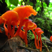 非人物:QQ空间唯美静物头像:蘑菇头像图片_WWW.TQQA.COM