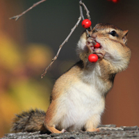 可爱喵星人+汪星人头像:可爱猫咪头像大全送给萌_WWW.TQQA.COM