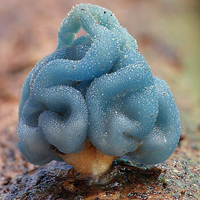 非人物:QQ空间唯美静物头像:蘑菇头像图片_WWW.TQQA.COM