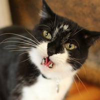 可爱猫猫qq头像:家里有只卖萌猫猫_WWW.TQQA.COM
