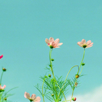 爱情就像凋落的玫瑰:静物唯美头像:花的世界_WWW.TQQA.COM