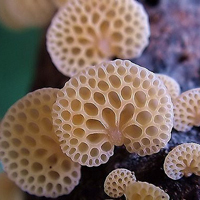 非人物:QQ空间唯美静物头像:蘑菇头像图片_WWW.TQQA.COM