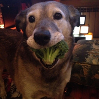 可爱喵星人+汪星人头像:可爱猫咪头像大全送给萌_WWW.TQQA.COM