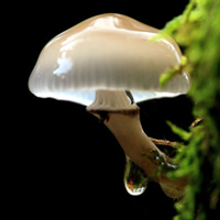 非人物:QQ空间唯美静物头像:蘑菇头像图片_WWW.TQQA.COM