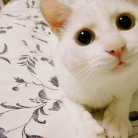 可爱卖萌的小猫头像_WWW.TQQA.COM