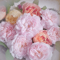 花的世界:唯美静态高清非人物头像:还你一个小清_WWW.TQQA.COM