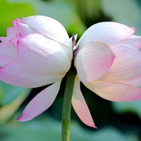 花的世界:唯美静态高清非人物头像:还你一个小清_WWW.TQQA.COM