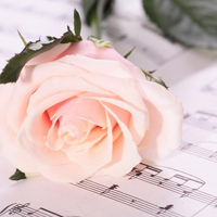 爱情就像凋落的玫瑰:静物唯美头像:花的世界_WWW.TQQA.COM