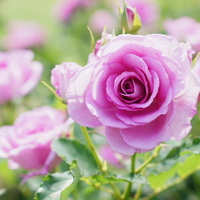 爱情就像凋落的玫瑰:静物唯美头像:花的世界_WWW.TQQA.COM