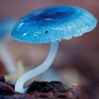 非人物:QQ空间唯美静物头像:蘑菇头像图片_WWW.TQQA.COM