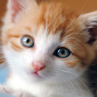 可爱猫猫qq头像:家里有只卖萌猫猫_WWW.TQQA.COM