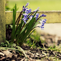 爱情就像凋落的玫瑰:静物唯美头像:花的世界_WWW.TQQA.COM