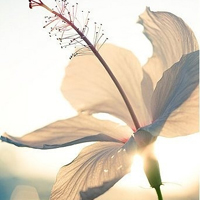 花的世界:唯美静态高清非人物头像:还你一个小清_WWW.TQQA.COM