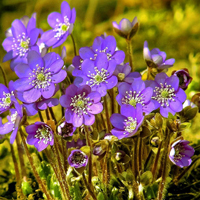 爱情就像凋落的玫瑰:静物唯美头像:花的世界_WWW.TQQA.COM