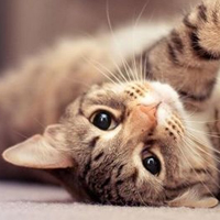 可爱猫猫qq头像:家里有只卖萌猫猫_WWW.TQQA.COM