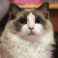 可爱猫猫qq头像:家里有只卖萌猫猫_WWW.TQQA.COM