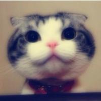 可爱猫咪qq头像:猫咪卖萌无罪_WWW.TQQA.COM