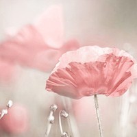 静物花唯美qq头像:爱擦身而过_WWW.TQQA.COM