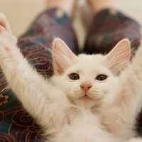 可爱喵星人+汪星人头像:可爱猫咪头像大全送给萌_WWW.TQQA.COM