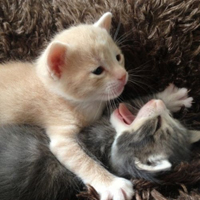 可爱喵星人+汪星人头像:可爱猫咪头像大全送给萌_WWW.TQQA.COM